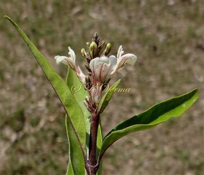  Inflorescence-Panicle of spikes